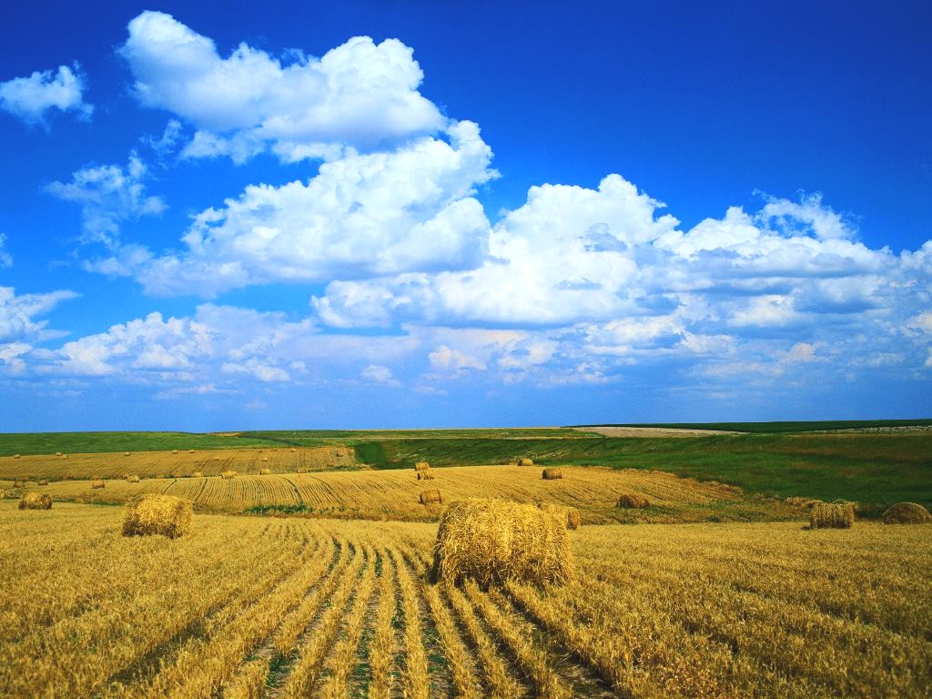 farm